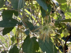 Clematis leschenaultiana