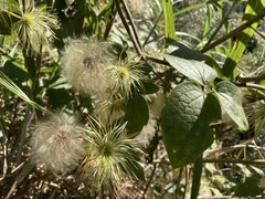 Clematis leschenaultiana