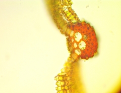 Syntrichia cainii