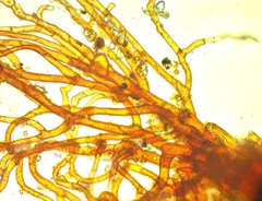 Syntrichia cainii