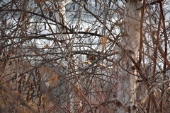 Spizelloides arborea