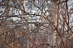 Spizelloides arborea