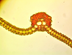 Syntrichia cainii