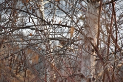 Spizelloides arborea