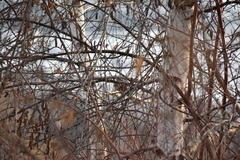 Spizelloides arborea