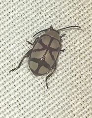 Omophoita