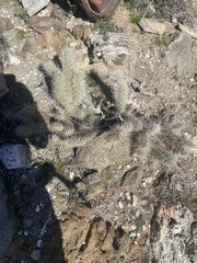 Cylindropuntia echinocarpa