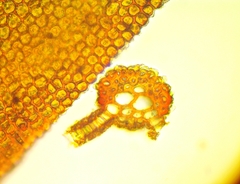 Syntrichia cainii