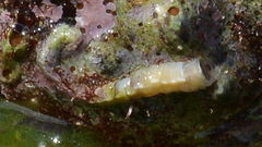 Spirorbinae