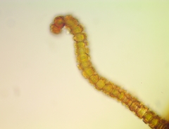 Syntrichia cainii
