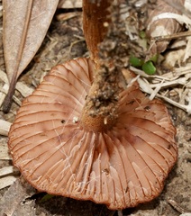 Laccaria proxima