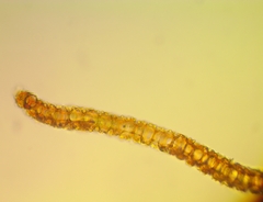 Syntrichia cainii