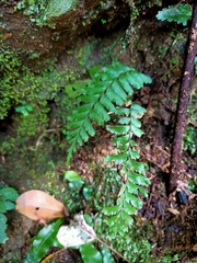 Hymenasplenium cheilosorum