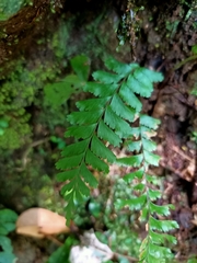 Hymenasplenium cheilosorum