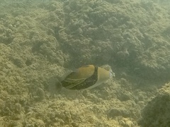 Rhinecanthus rectangulus
