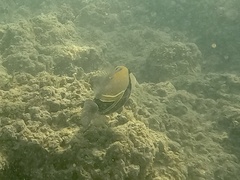 Rhinecanthus rectangulus