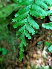 Hymenasplenium cheilosorum