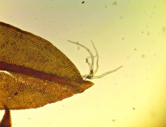 Syntrichia cainii