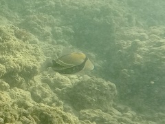 Rhinecanthus rectangulus