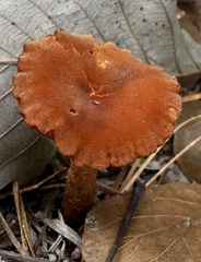 Laccaria proxima