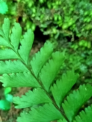 Hymenasplenium cheilosorum