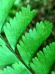 Hymenasplenium cheilosorum