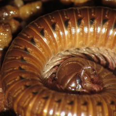 Parajulidae