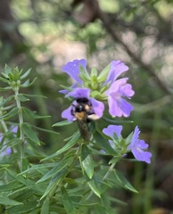 Exleycolletes