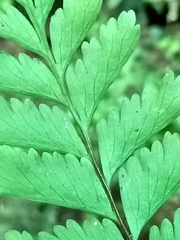 Hymenasplenium cheilosorum