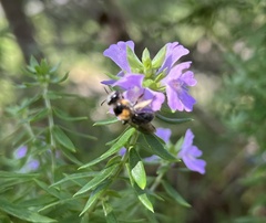 Exleycolletes