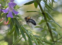Exleycolletes