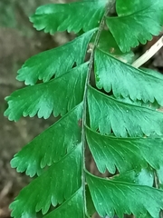 Hymenasplenium cheilosorum
