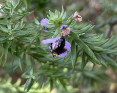 Exleycolletes