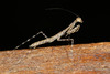 Treerunner Mantises - Photo (c) Lek Khauv, some rights reserved (CC BY), uploaded by Lek Khauv