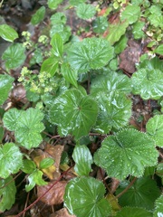 Alchemilla pectinata