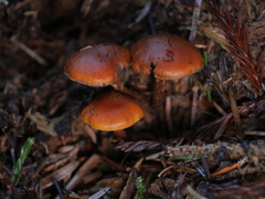 Gymnopilus oregonensis