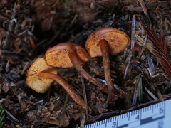 Gymnopilus oregonensis