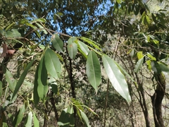 Photinia lasiopetala