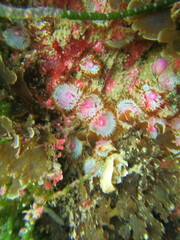 Corynactis australis