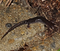 Plethodon ventralis