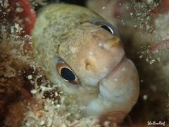 Gymnothorax gracilicauda