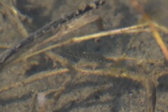 Gasterosteus aculeatus