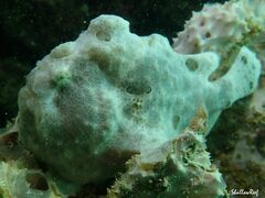 Antennarius commerson