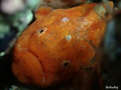 Antennatus tuberosus