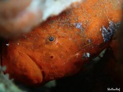 Antennatus tuberosus