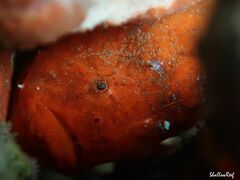 Antennatus tuberosus