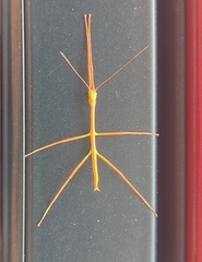 Diapheromera femorata