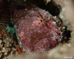 Antennatus tuberosus