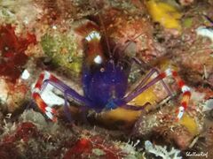 Stenopus tenuirostris