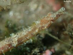 Halicampus edmondsoni